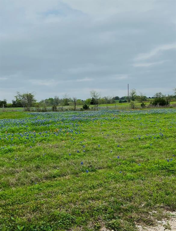 a view of a green field with an trees