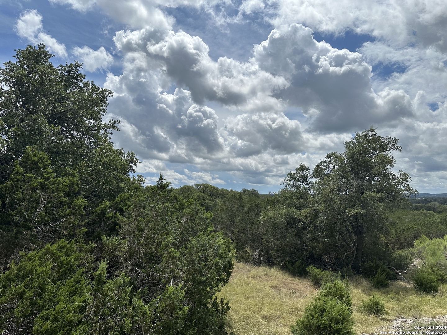 a view of a bunch of trees