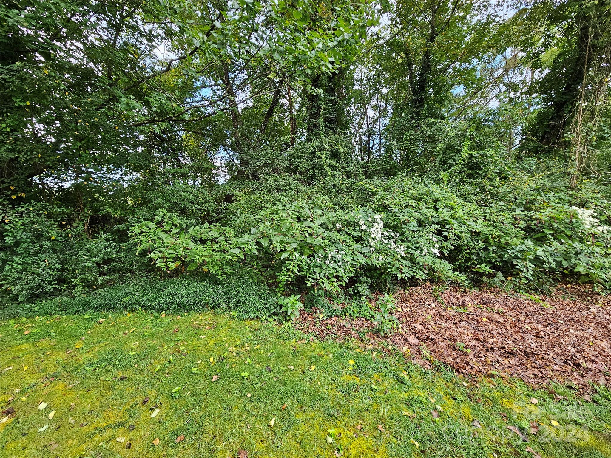 a view of a lush green forest