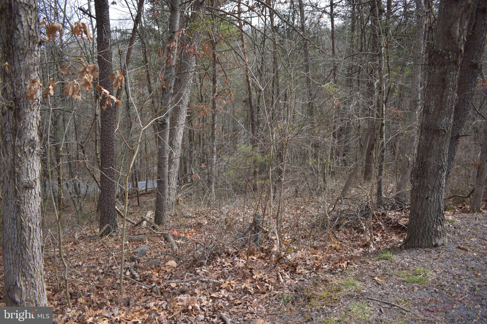 a view of a yard with trees in the background