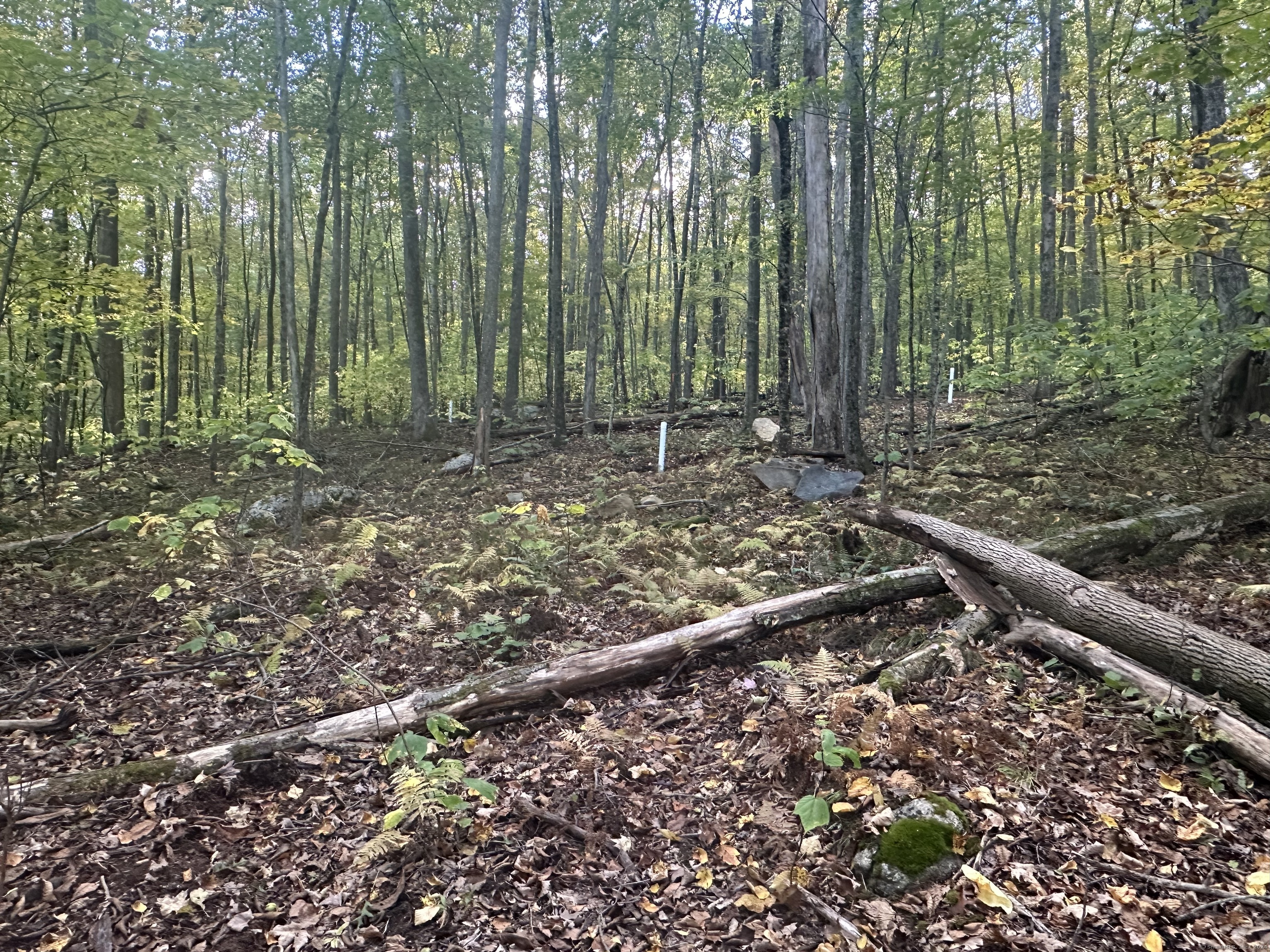 a view of a forest with trees in the background