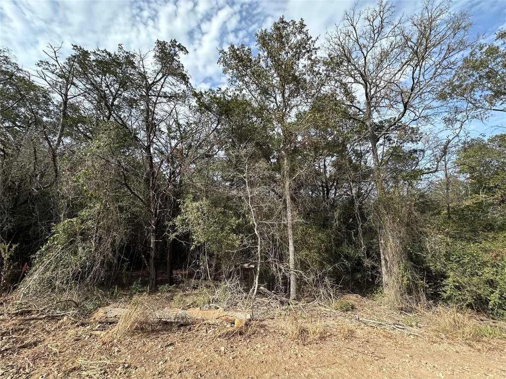 a view of a forest filled with trees