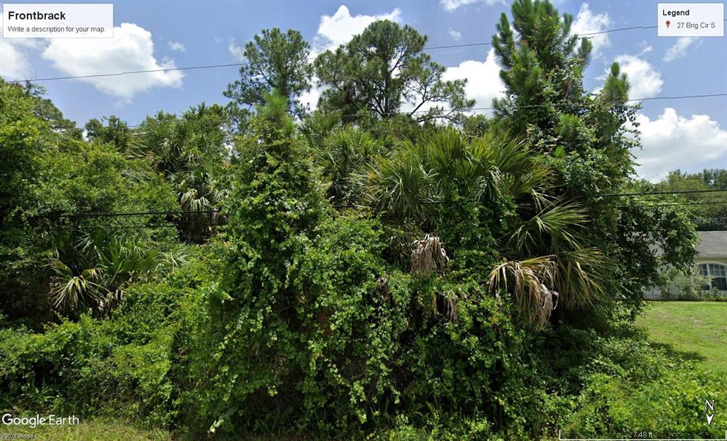 a view of a plant in a garden