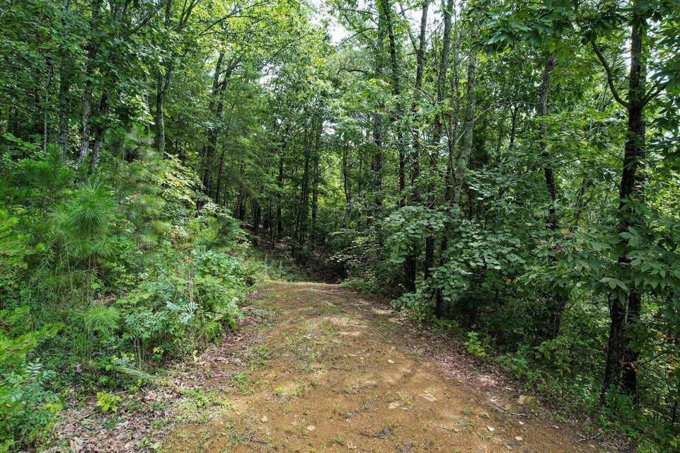 a view of a pathway both side of yard