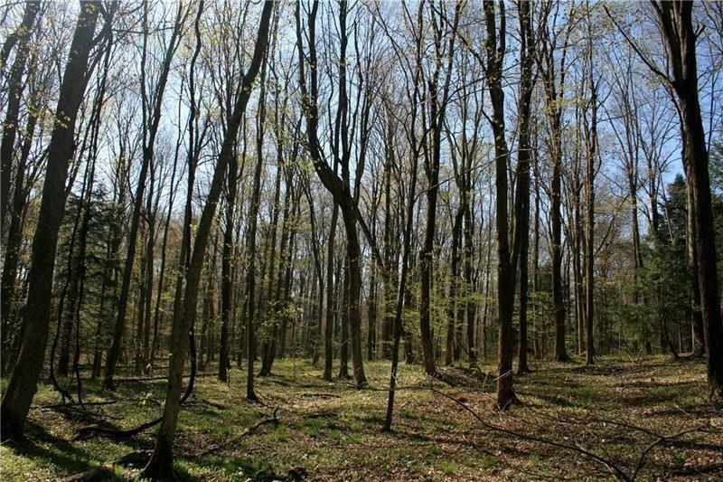 a view of a backyard with trees