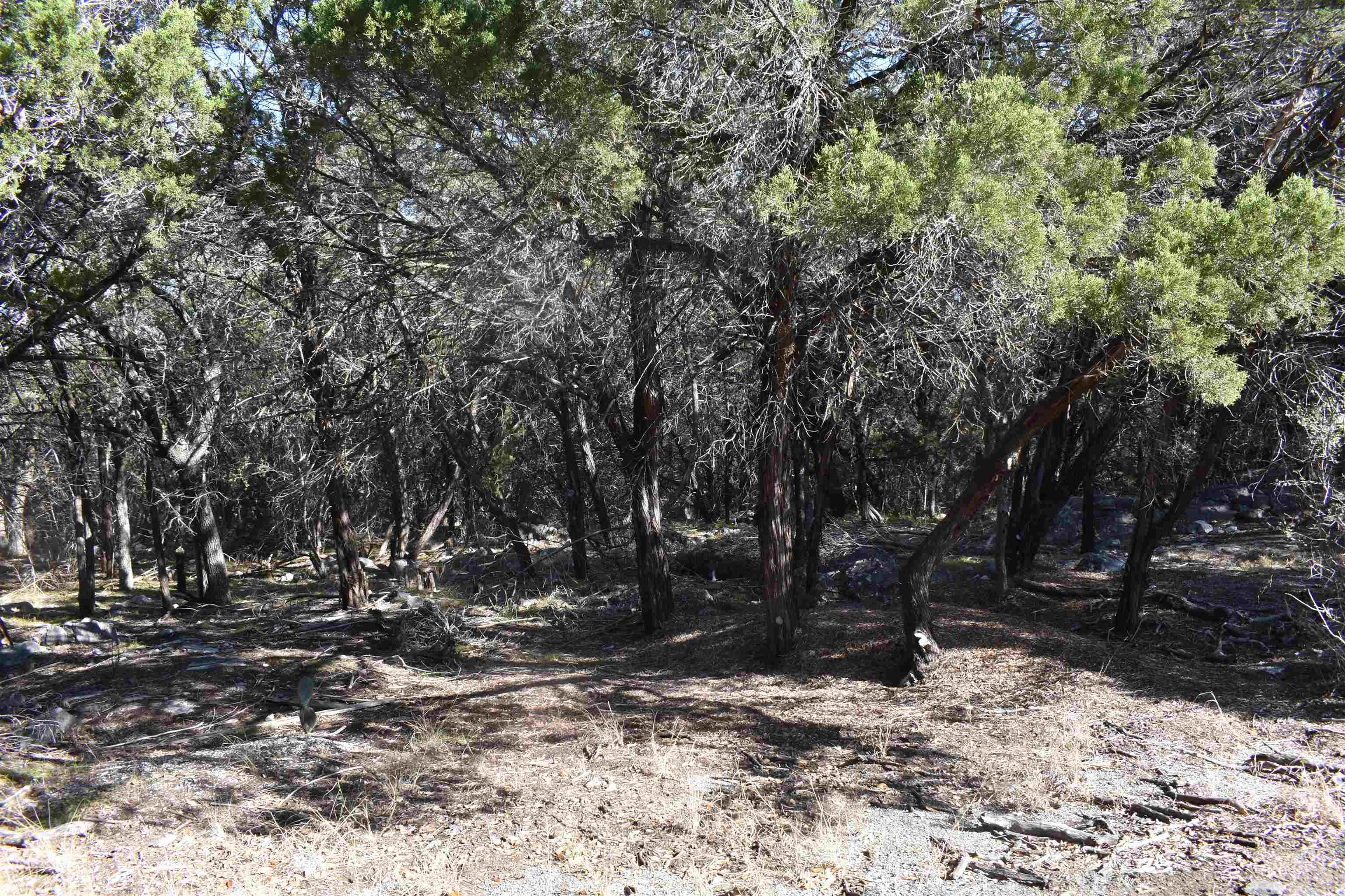 a view of outdoor space with trees