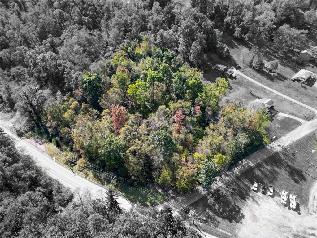 a view of a forest with a tree