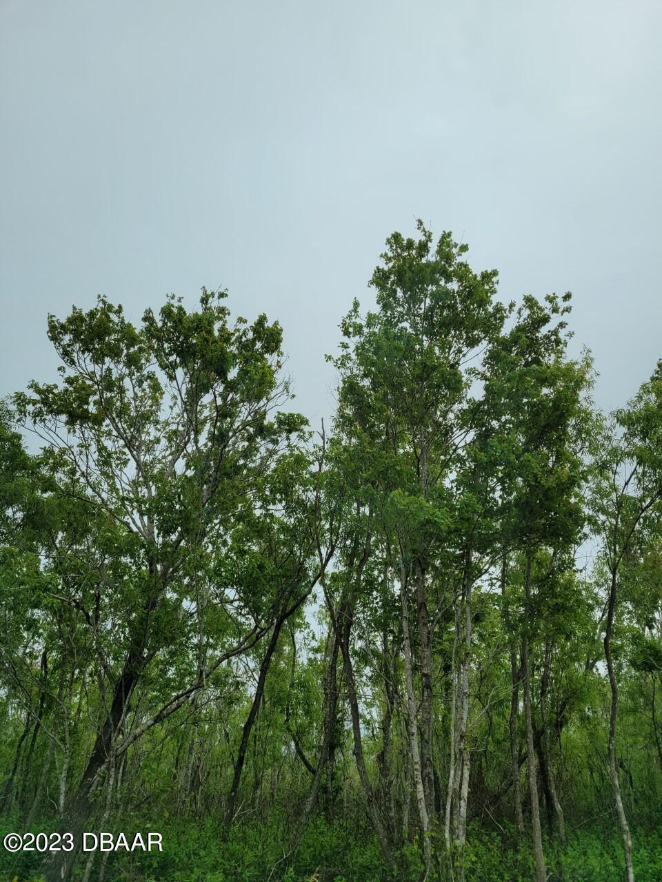 a backyard of a house with lots of green space and trees