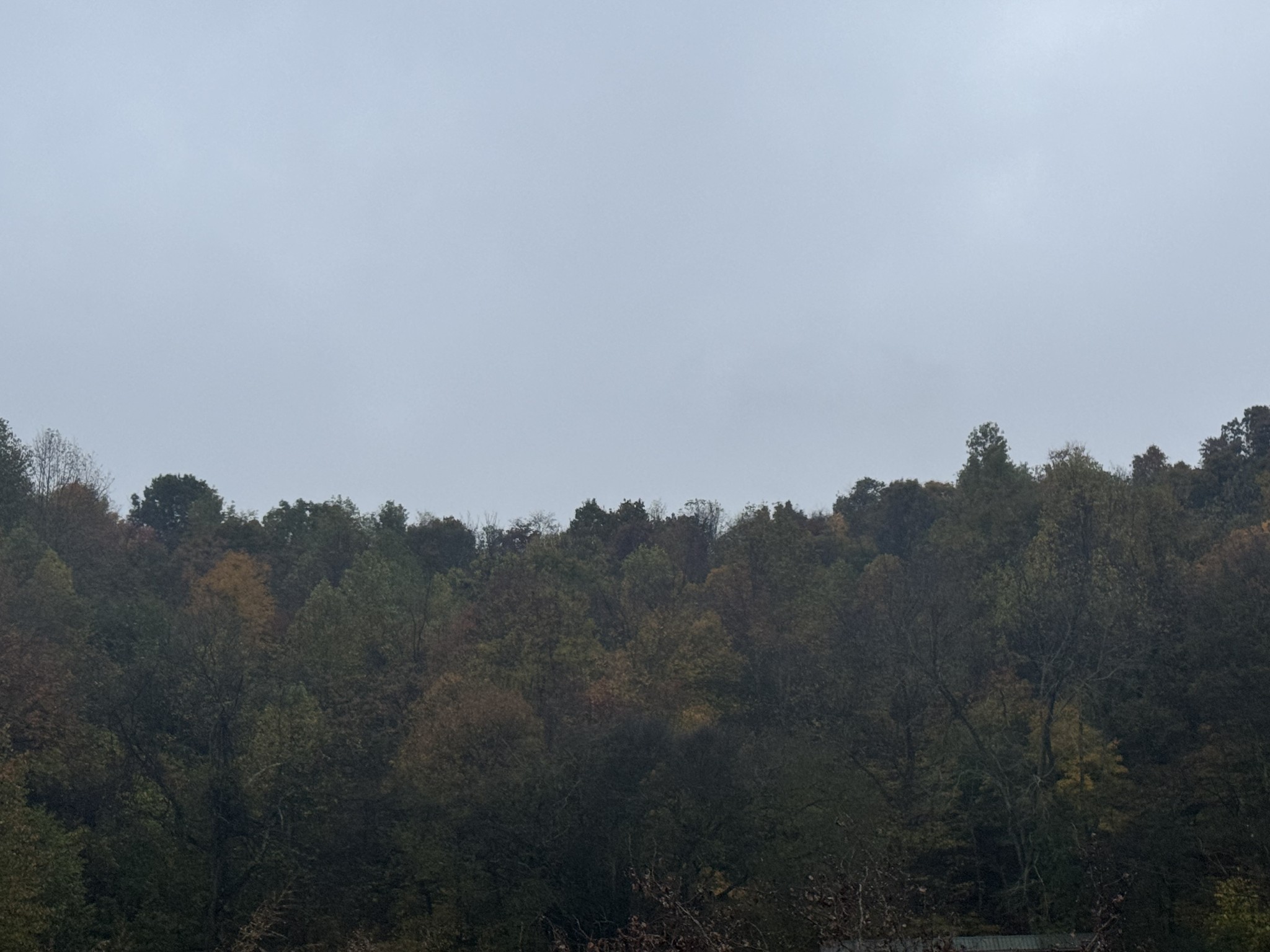 a view of a bunch of trees in a field