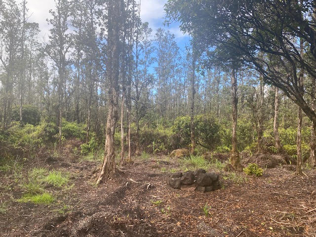 a view of a forest with trees in the background