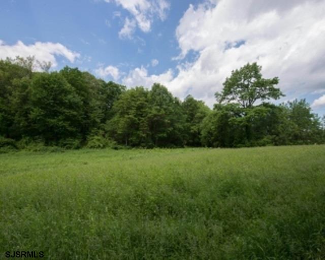 a view of a big yard with plants and large trees