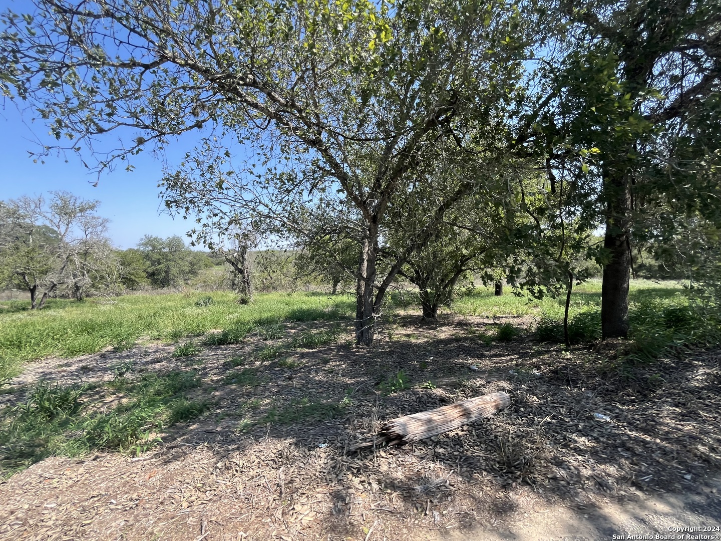 a view of a forest with trees in the background