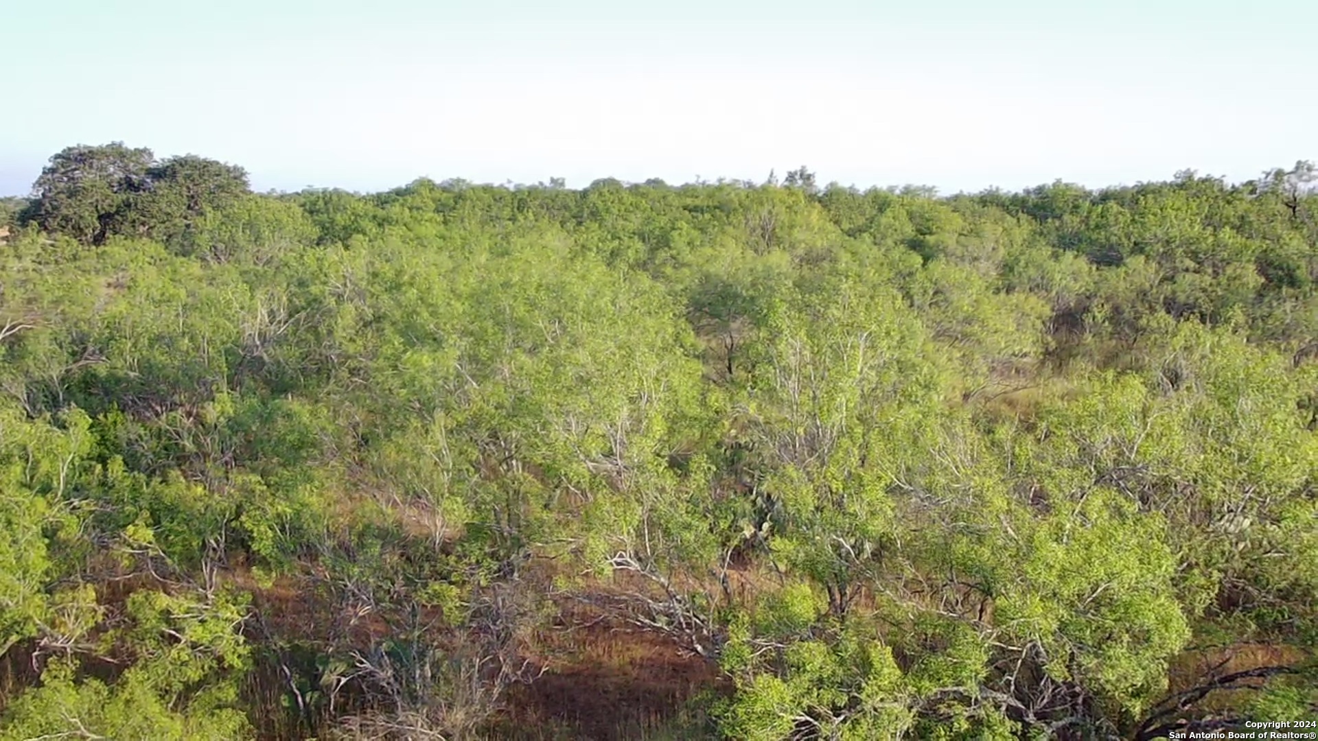 a view of a lush green forest with a mountain in the background