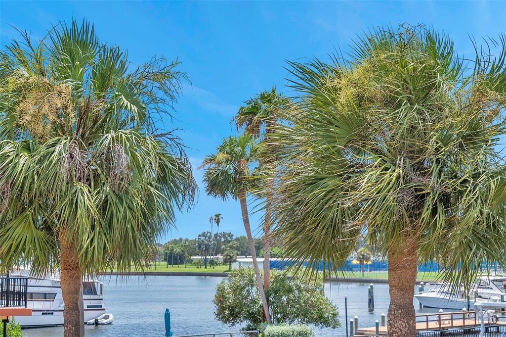 a view of a palm trees