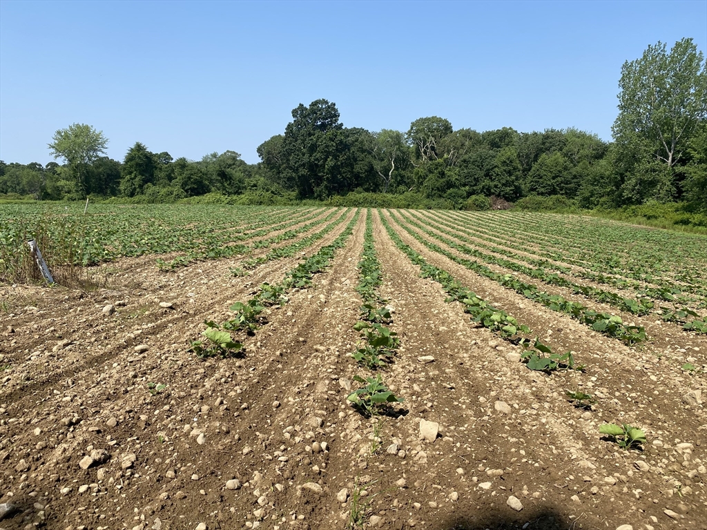 a view of a field with trees in the background