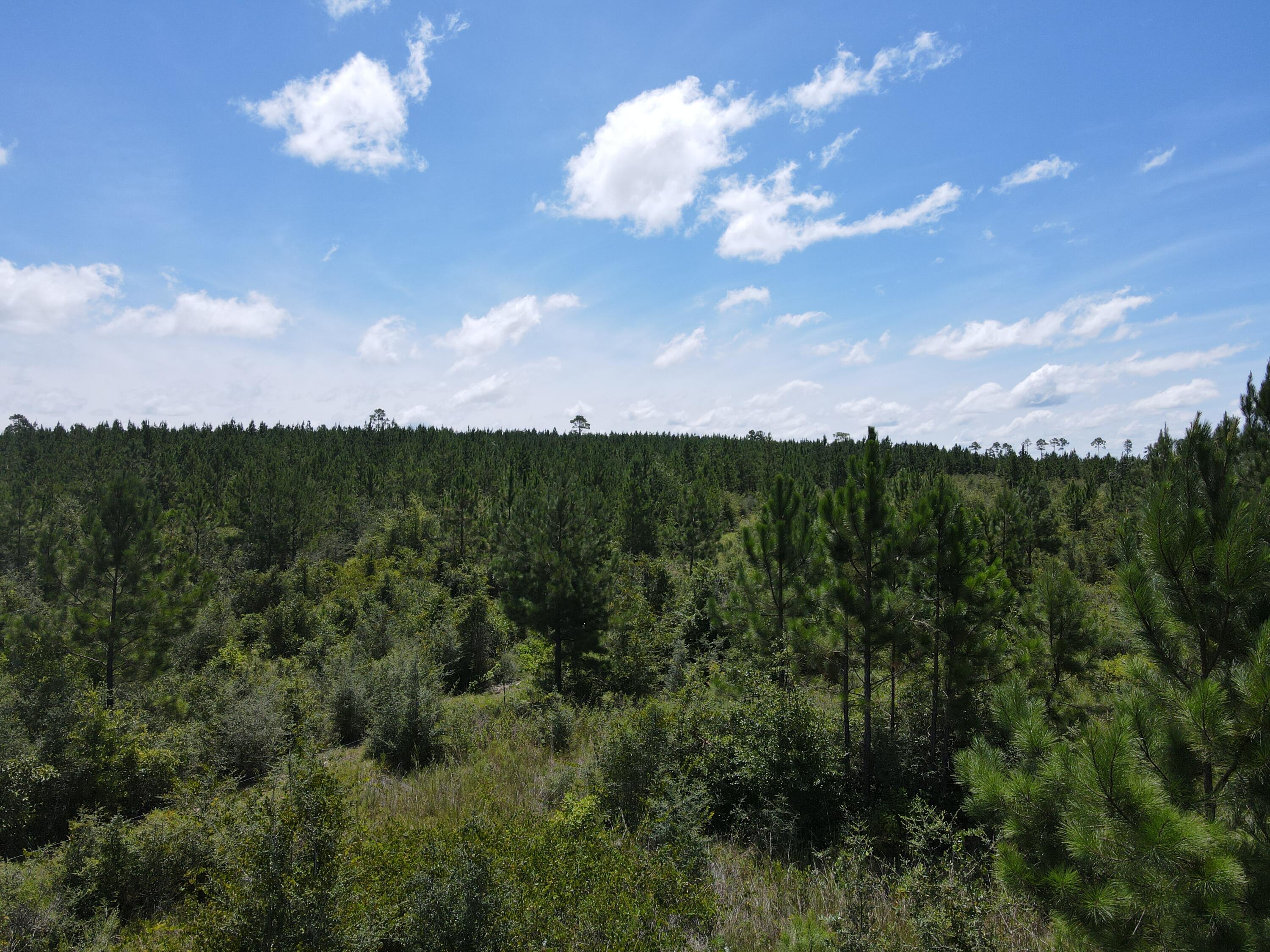 a view of a lake in middle of forest