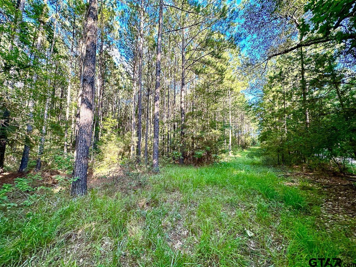 a view of a lush green forest