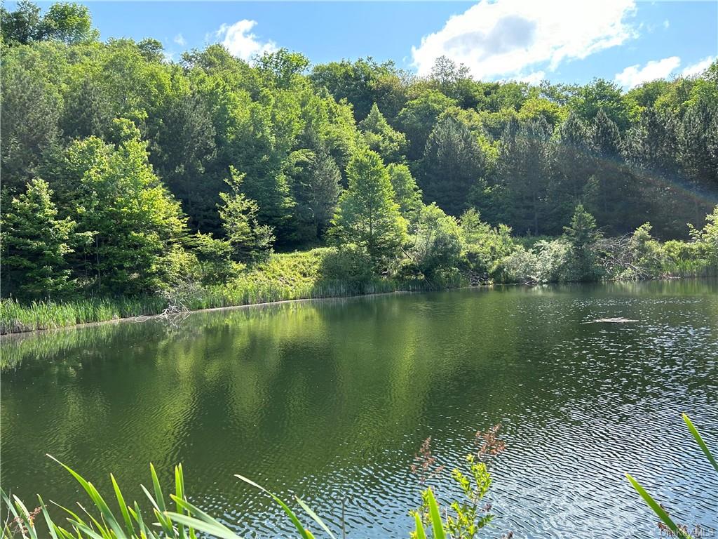 Pond view