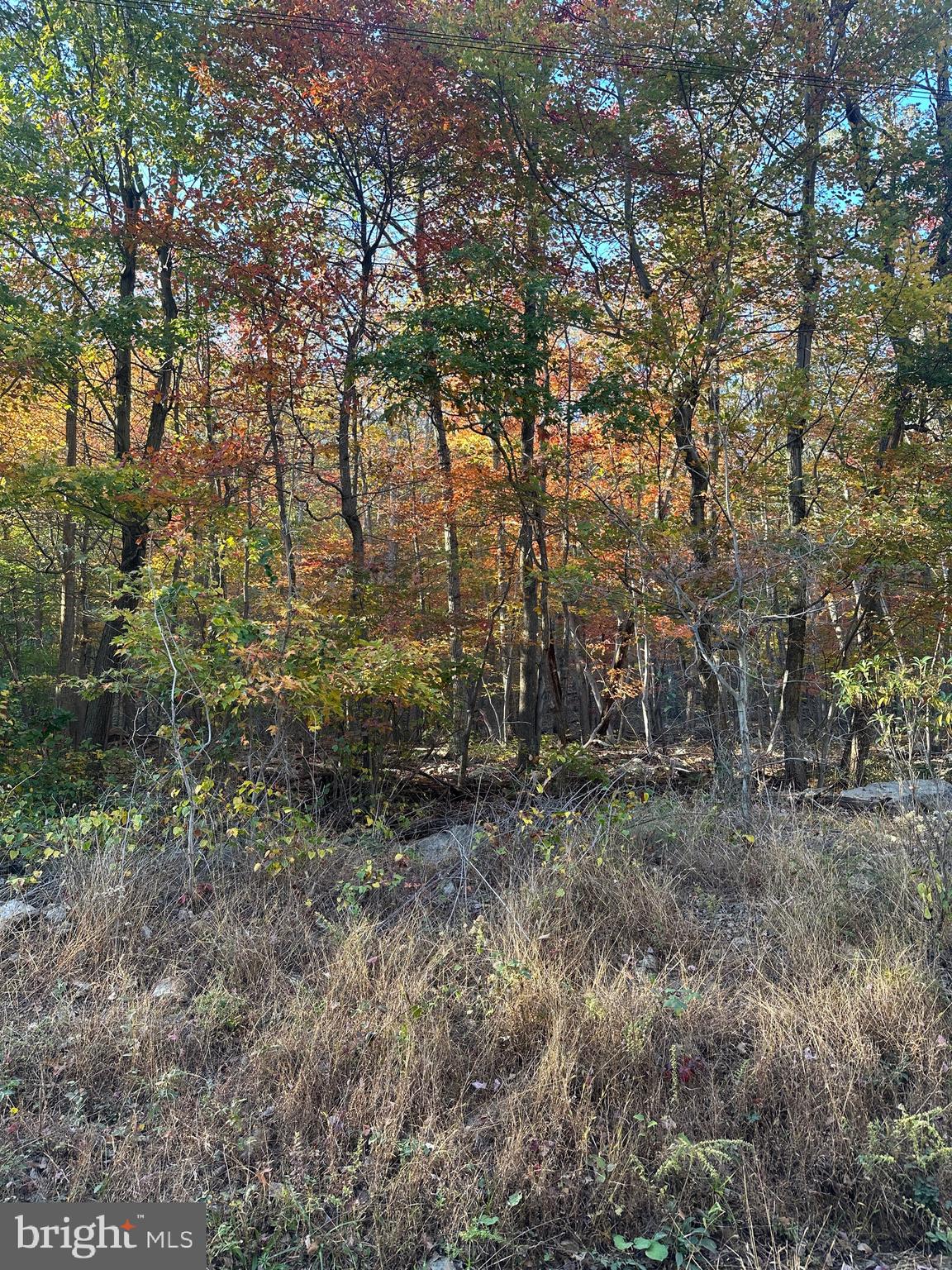 a view of a forest with trees in the background