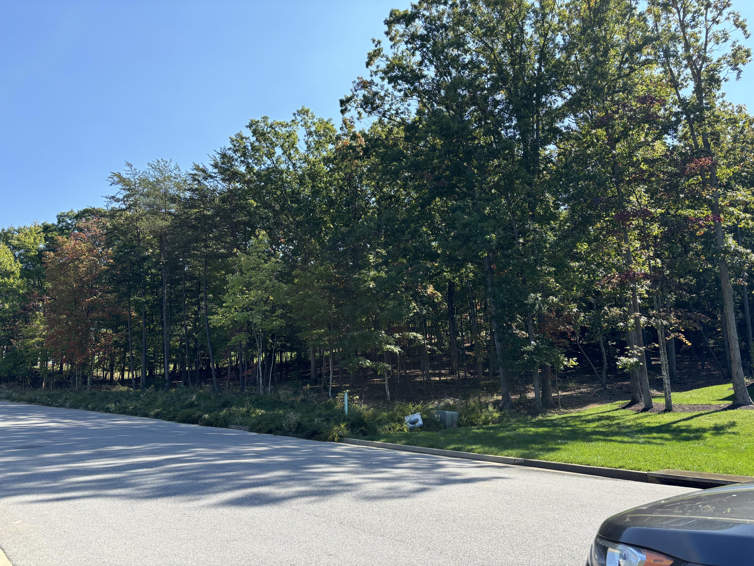 a view of a yard with large trees and plants