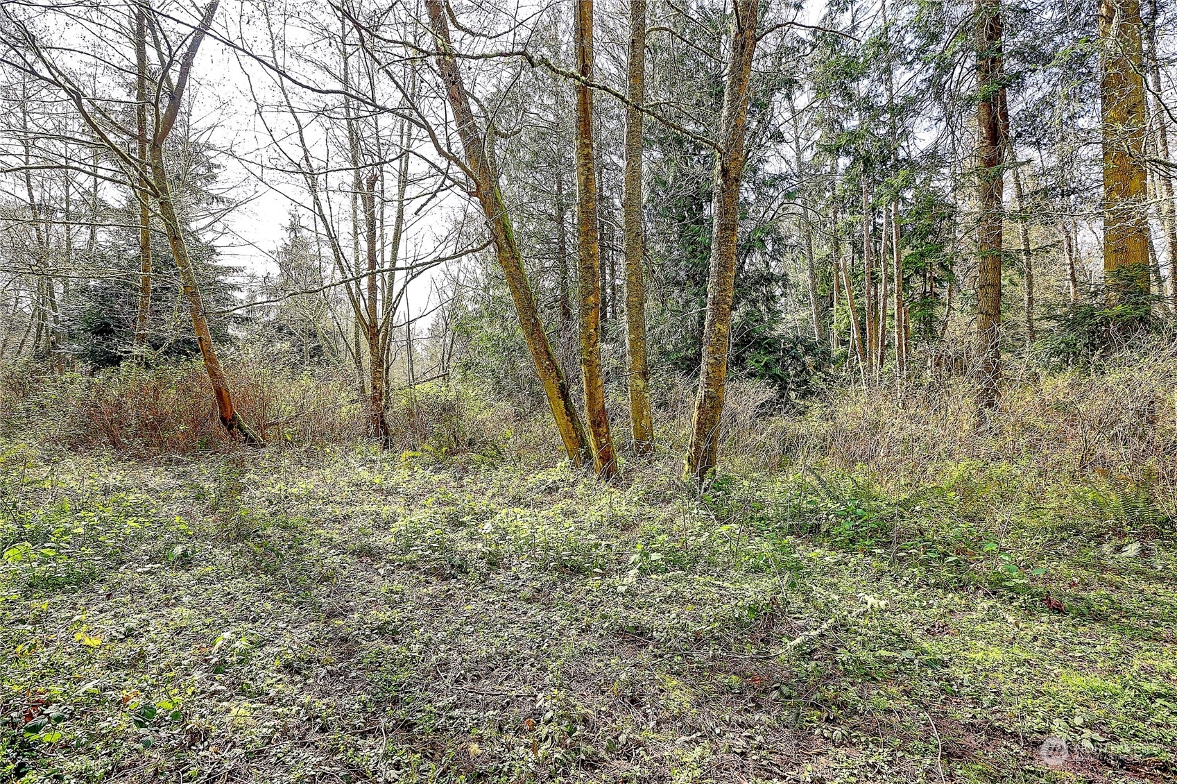 a view of a forest with trees in the background