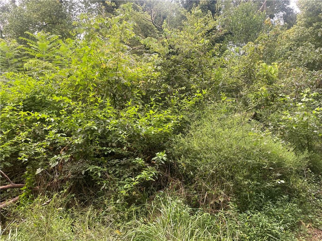 a view of a lush green forest