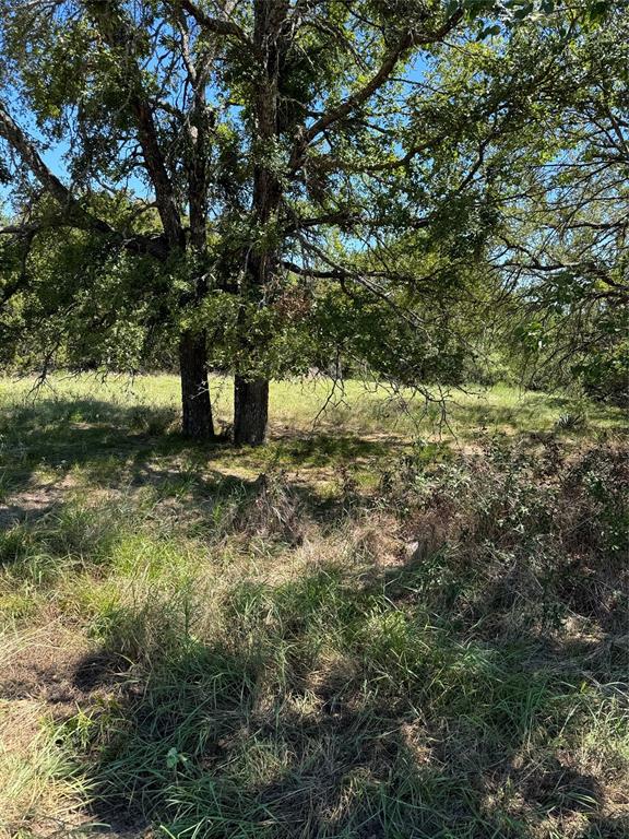 a view of a tree in a yard