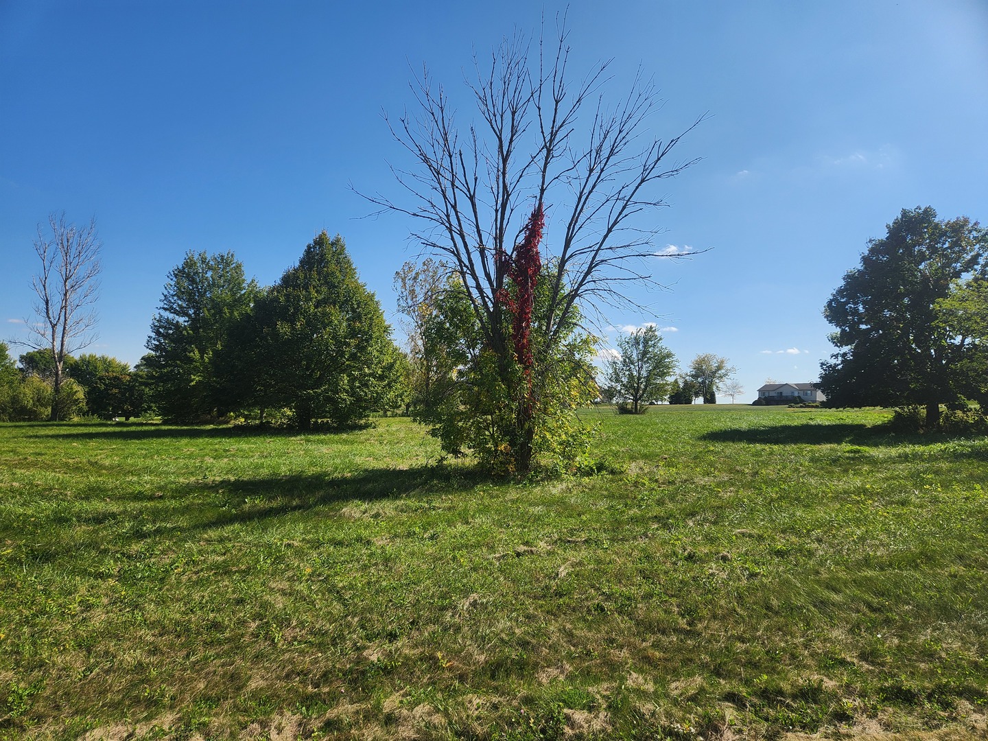 a view of a field of grass and trees