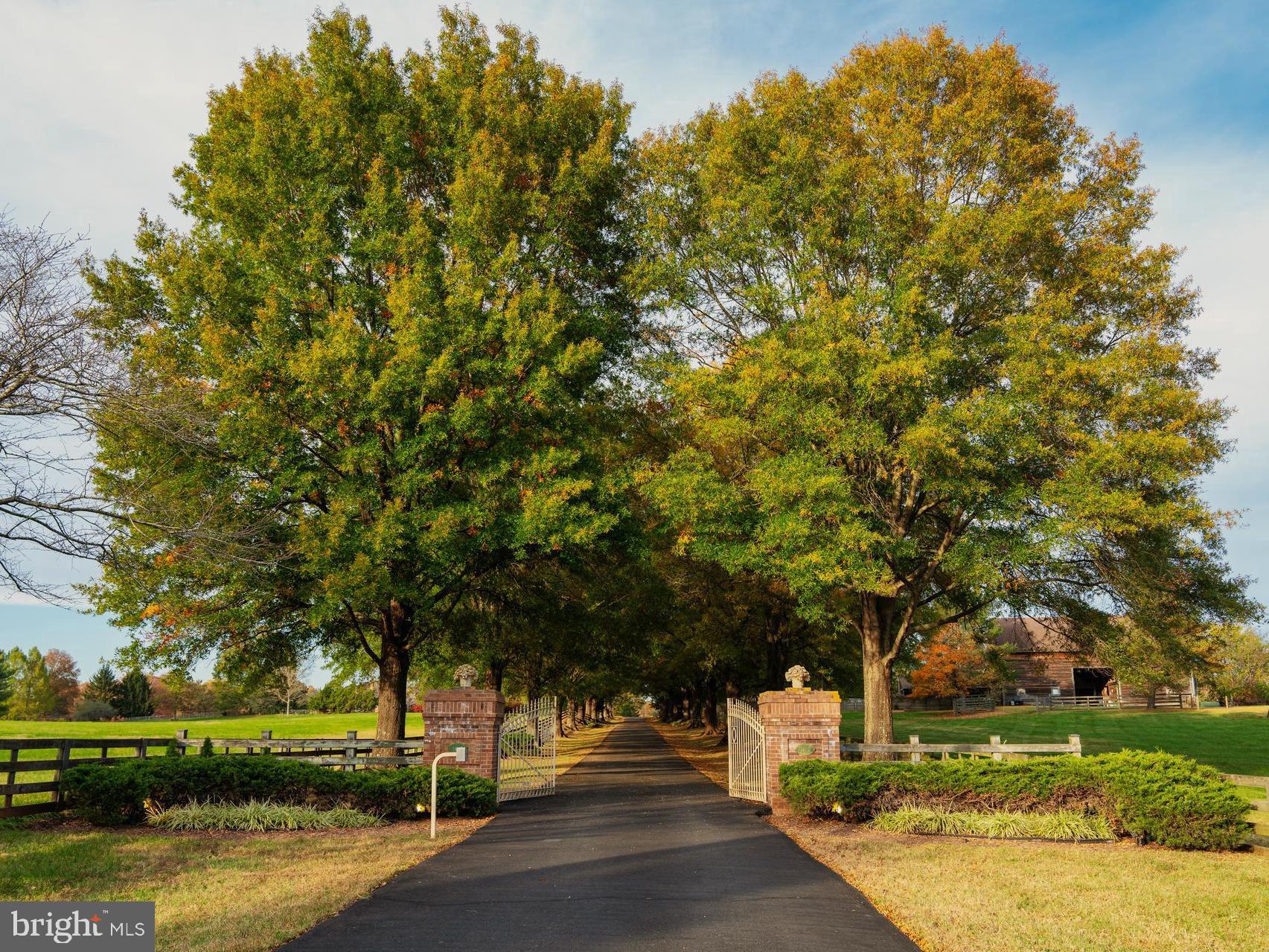 a street view with large trees