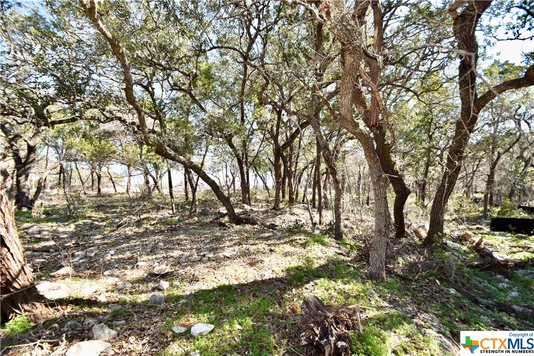 a view of yard with trees