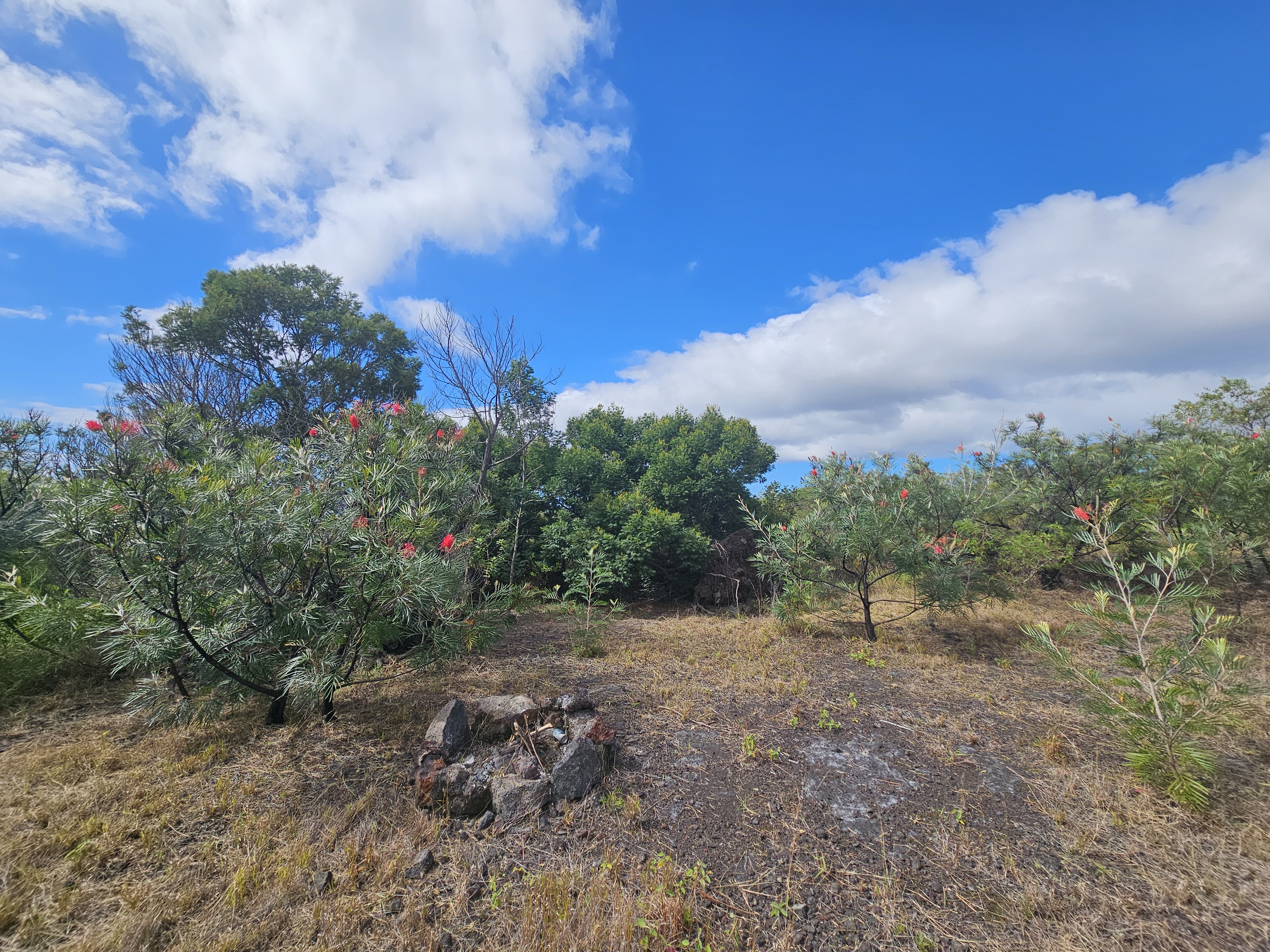 a view of a dry yard with trees