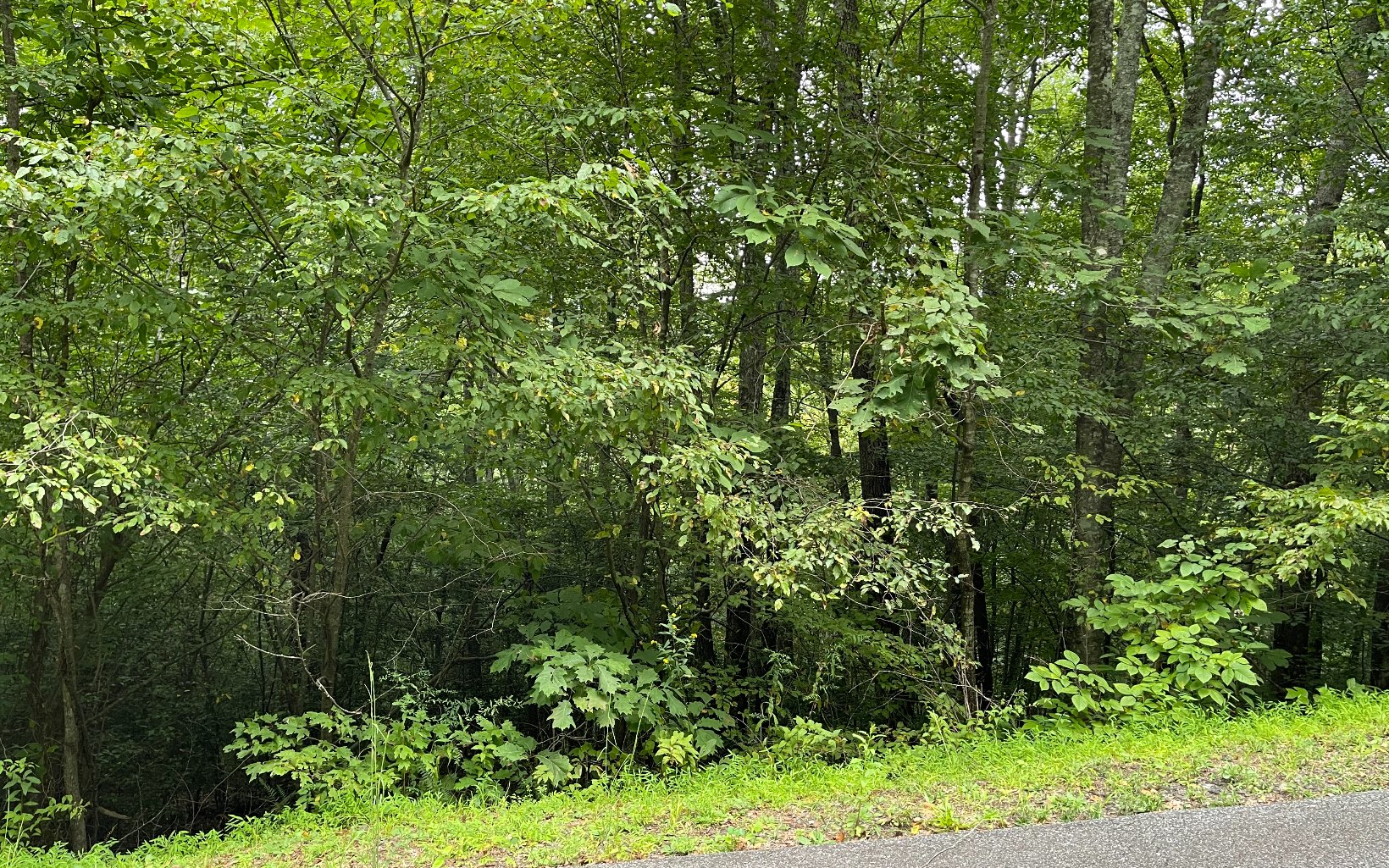 a view of a lush green forest