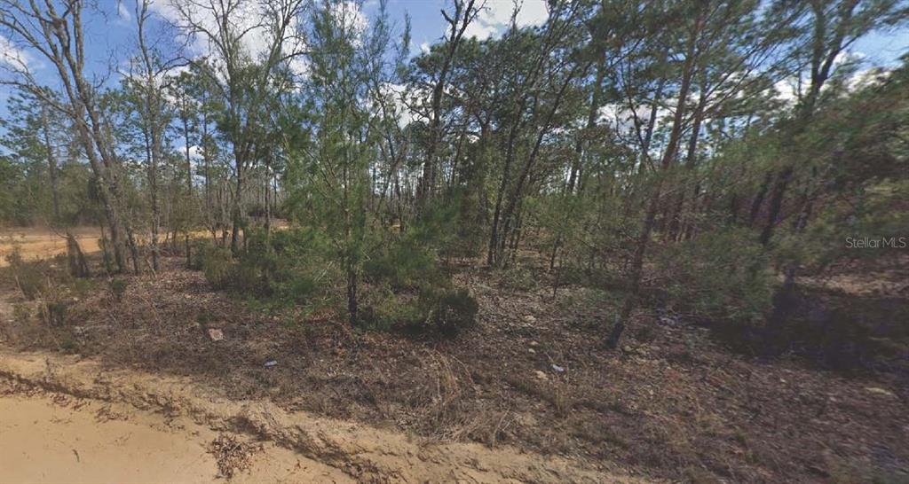 a view of a forest with trees in the background