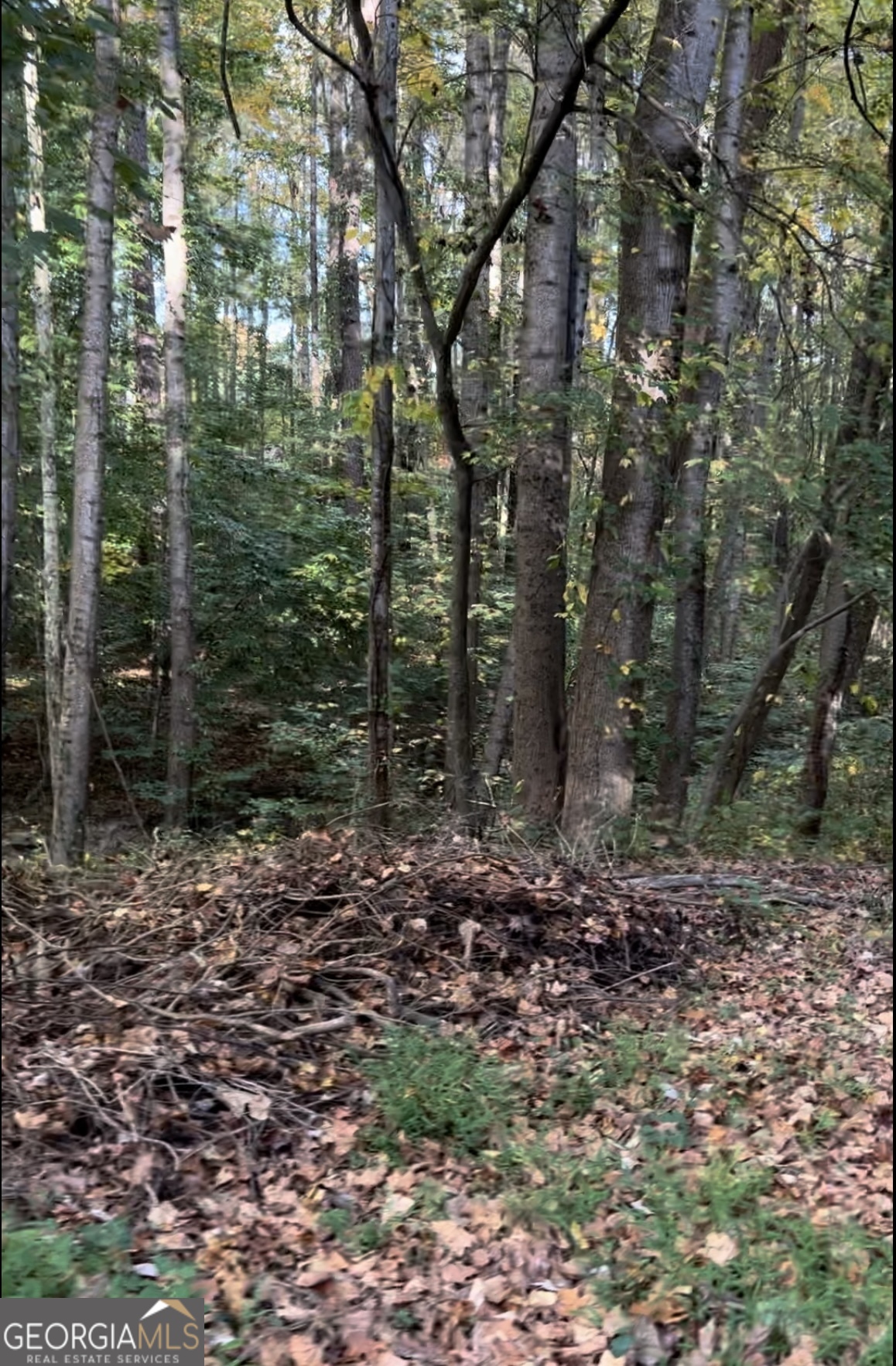 a view of a forest filled with trees