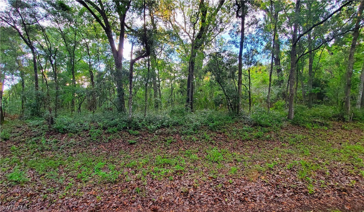 a view of a lush green forest