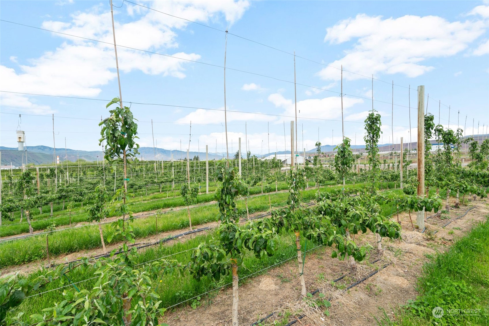 a view of a garden with plants