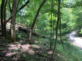 a view of a forest with trees