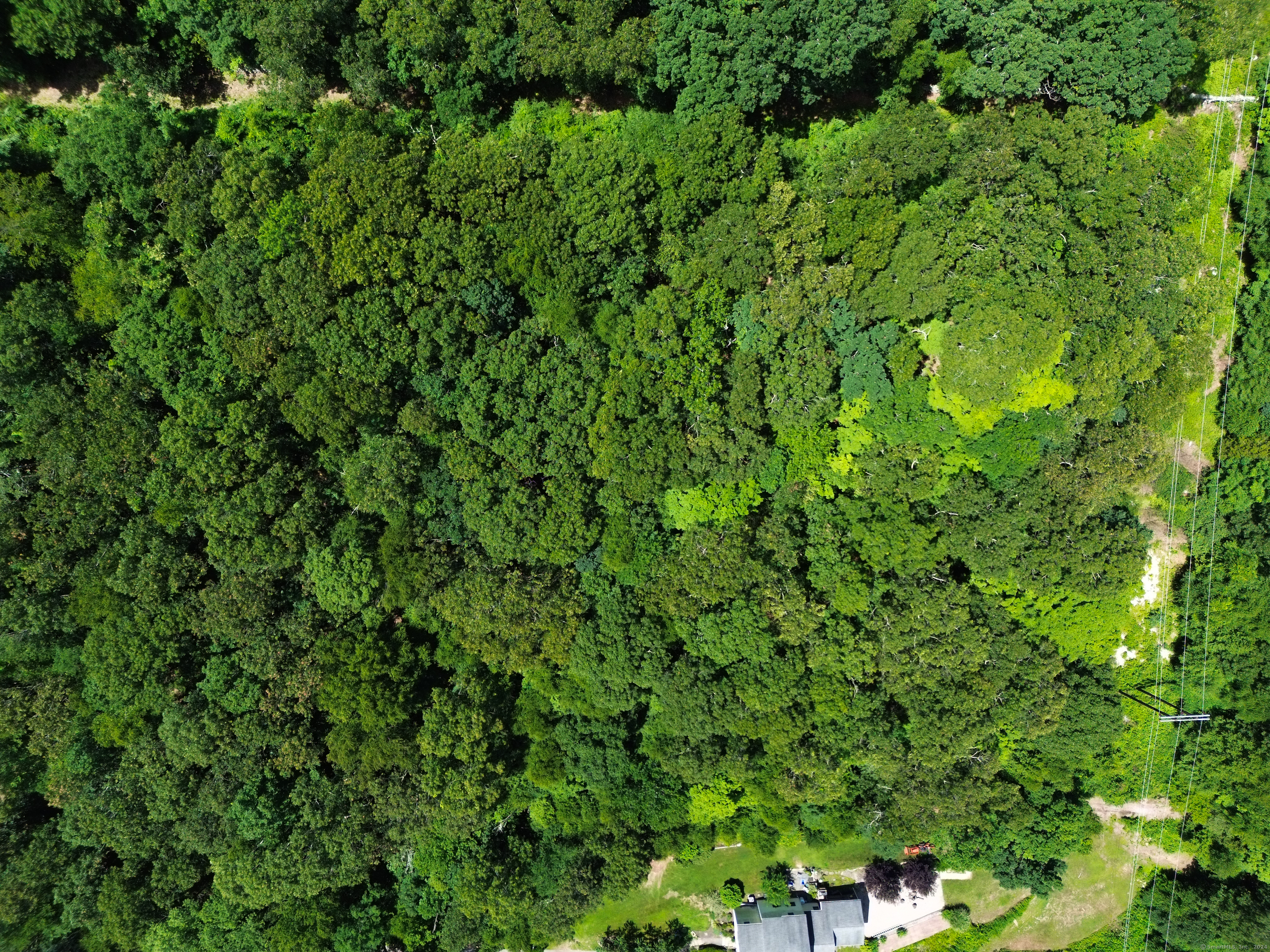 a view of a lush green forest