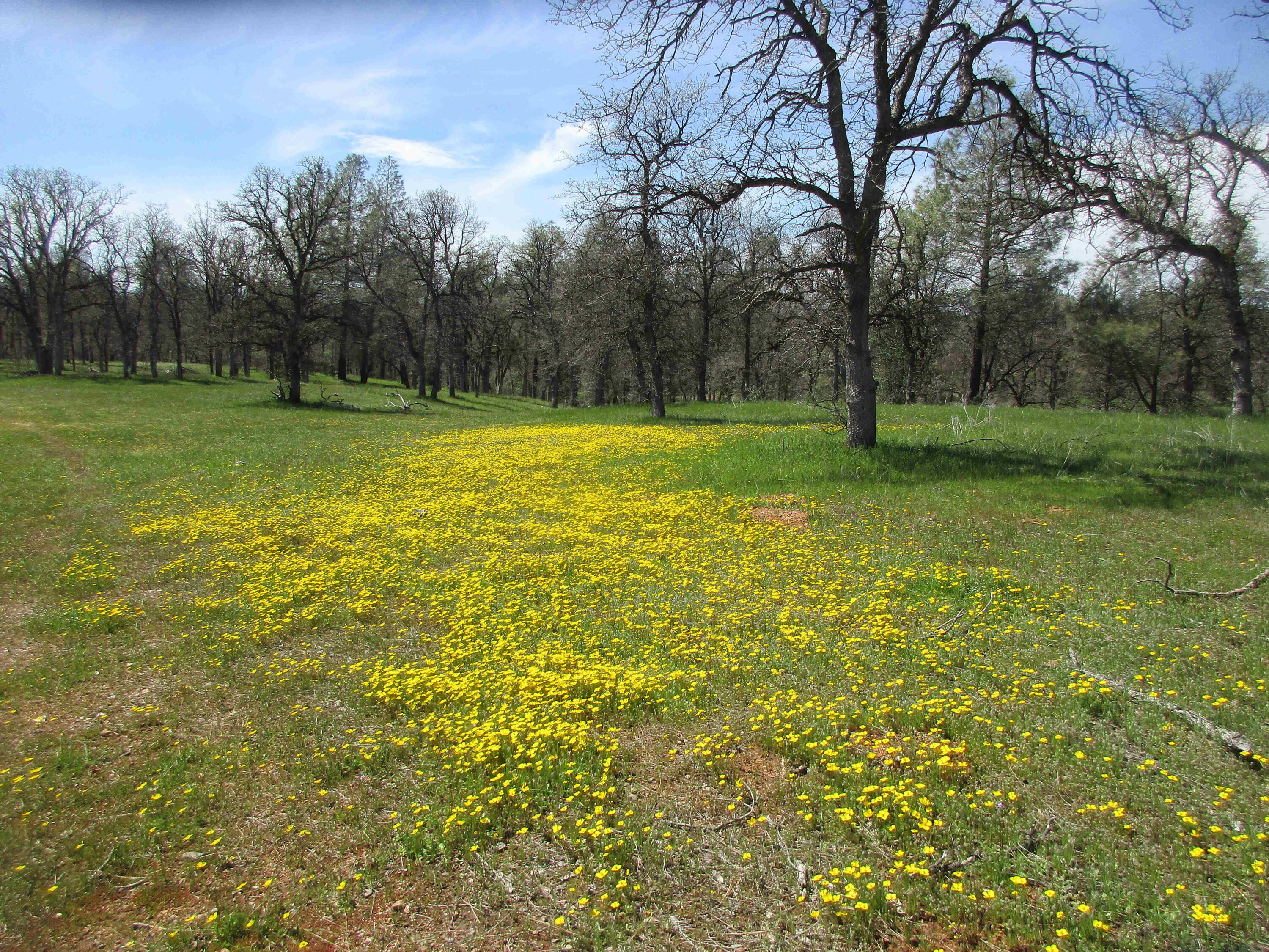 Wildflowers