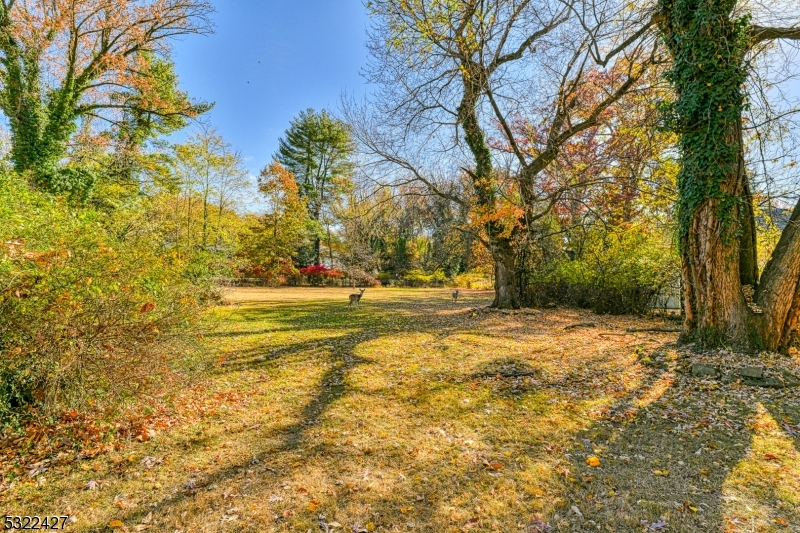 a view of yard with trees