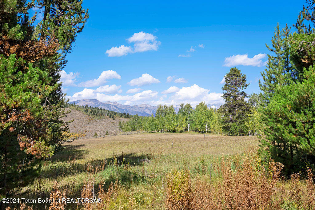 Meadow view from Trees