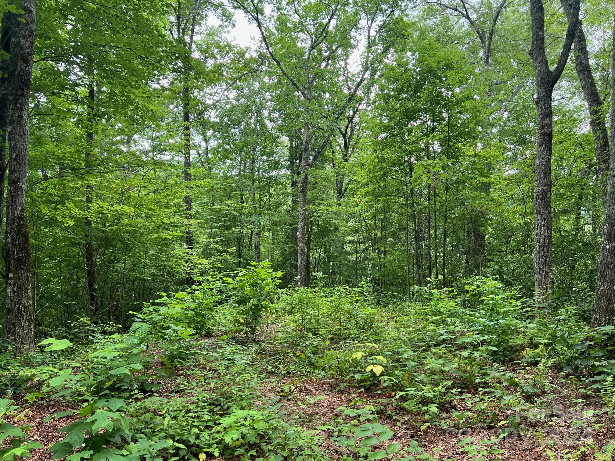 a view of a lush green forest