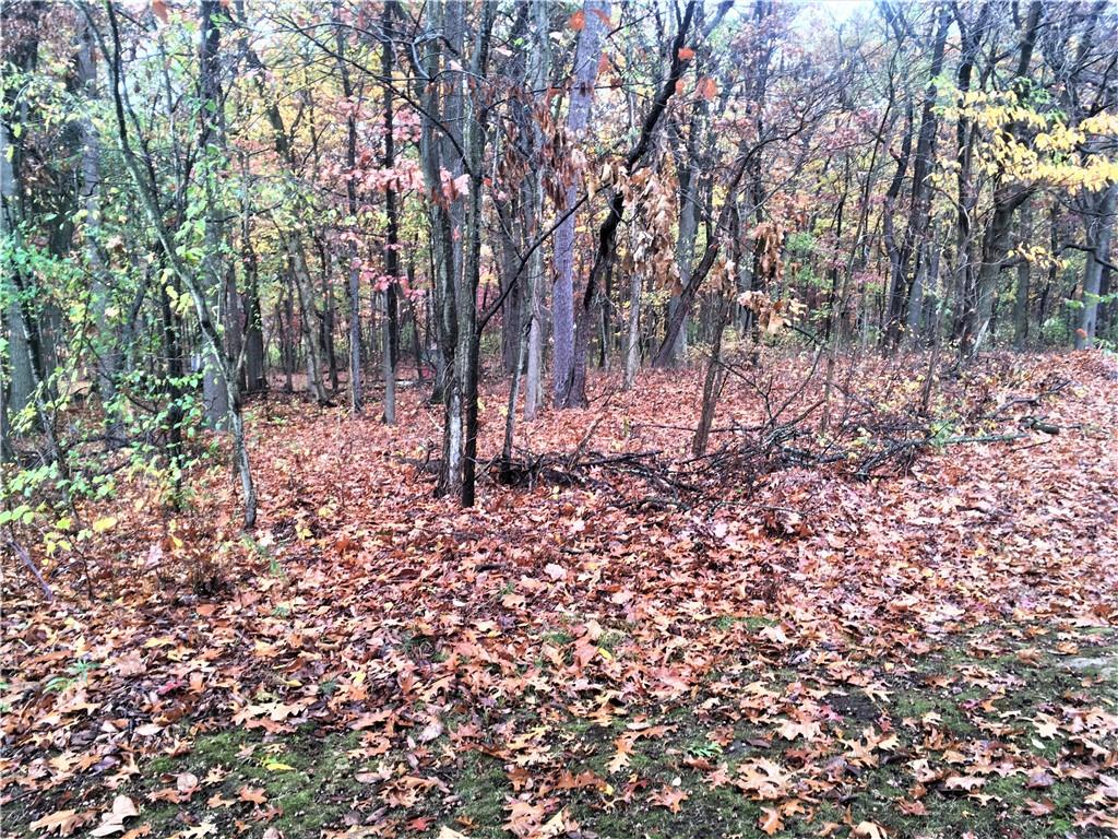 a view of a forest that has large trees