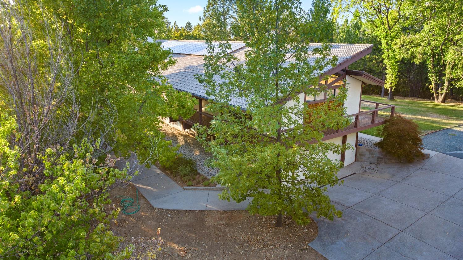 a view of a yard with plants and large trees