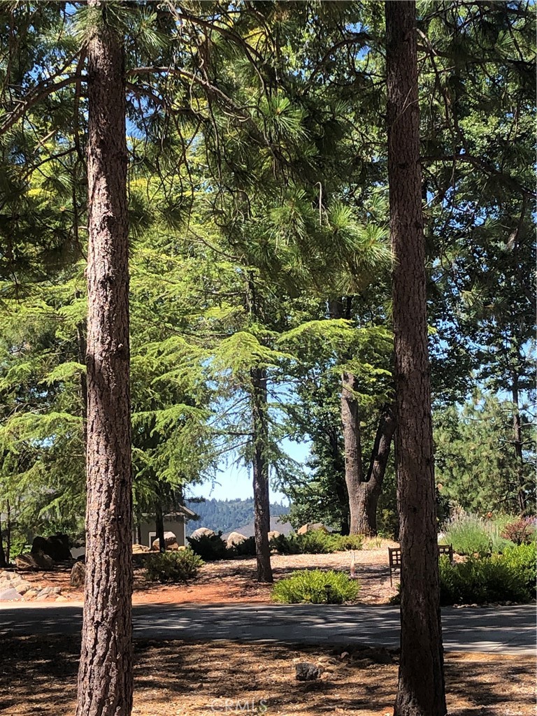 a view of a yard with plants and trees