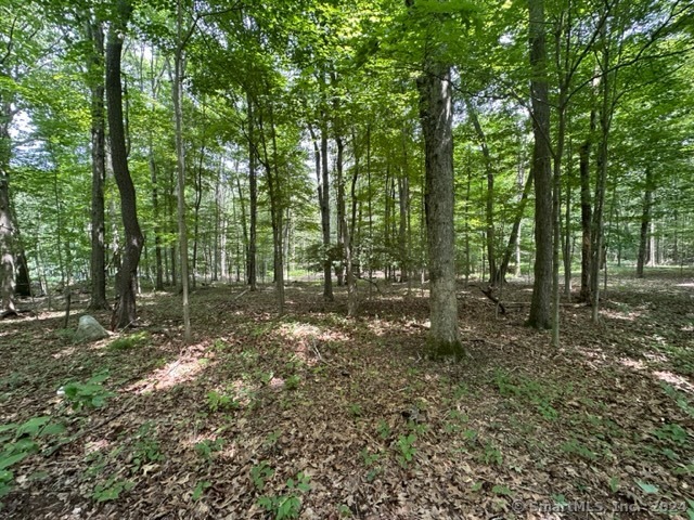 a view of a forest with trees in the background