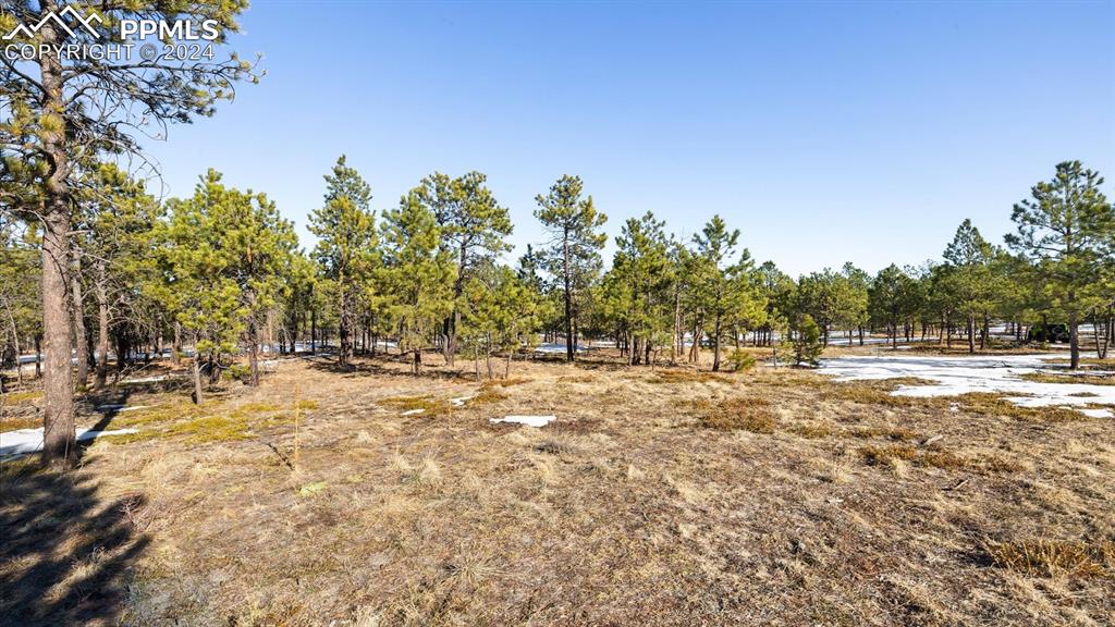 a view of a yard with trees