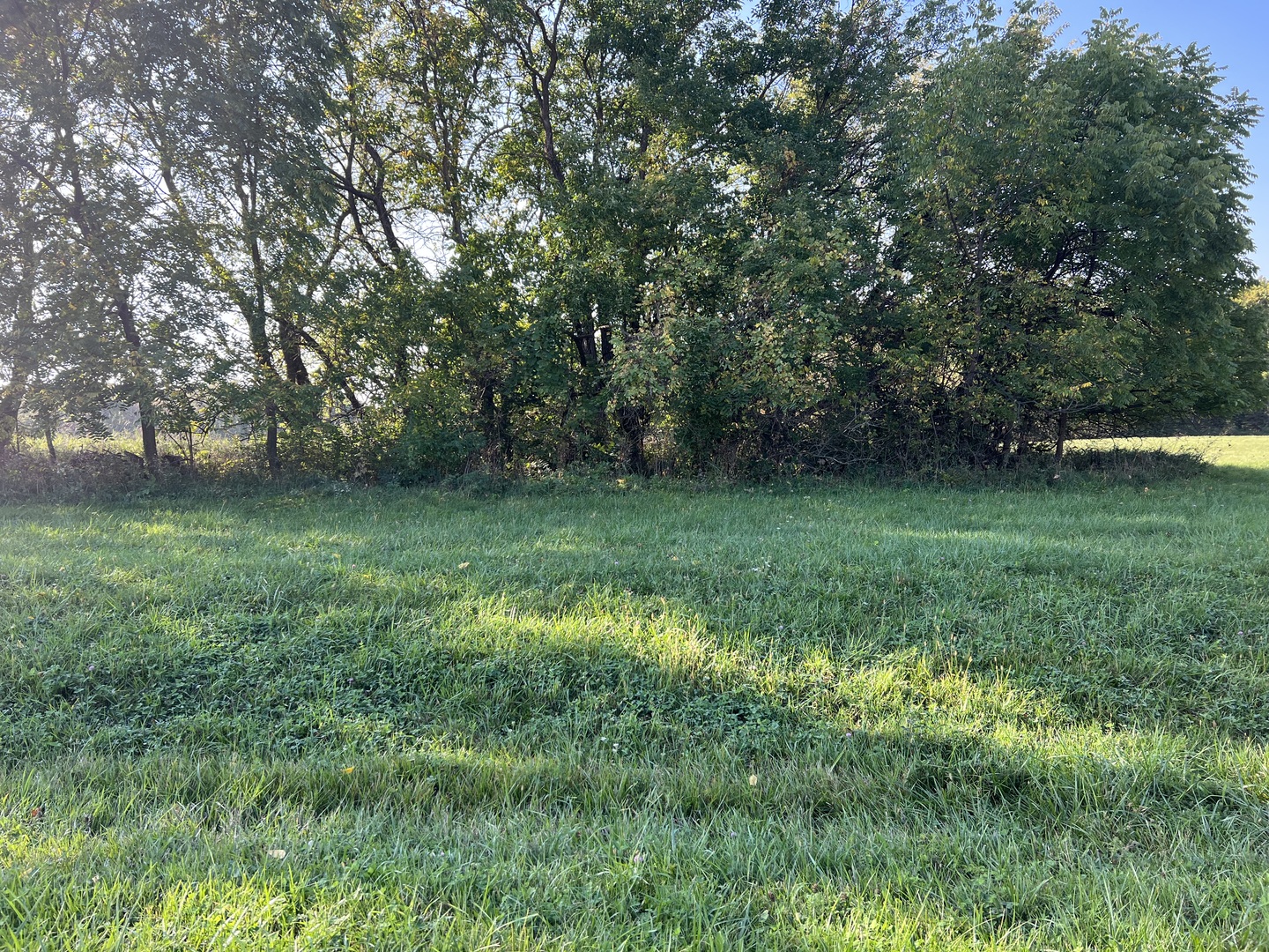 a view of a lush green space