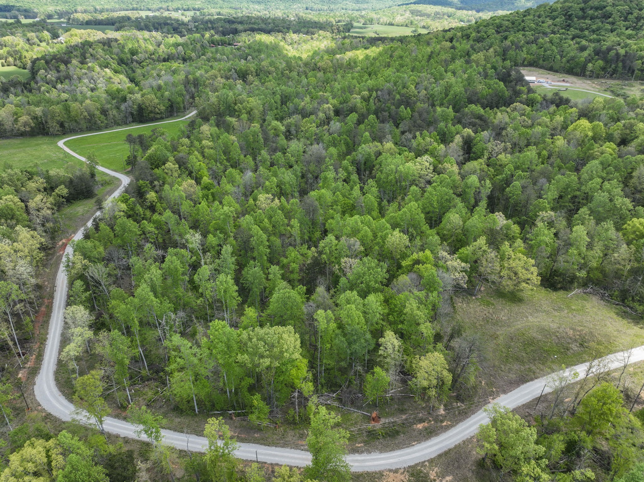 a view of a forest