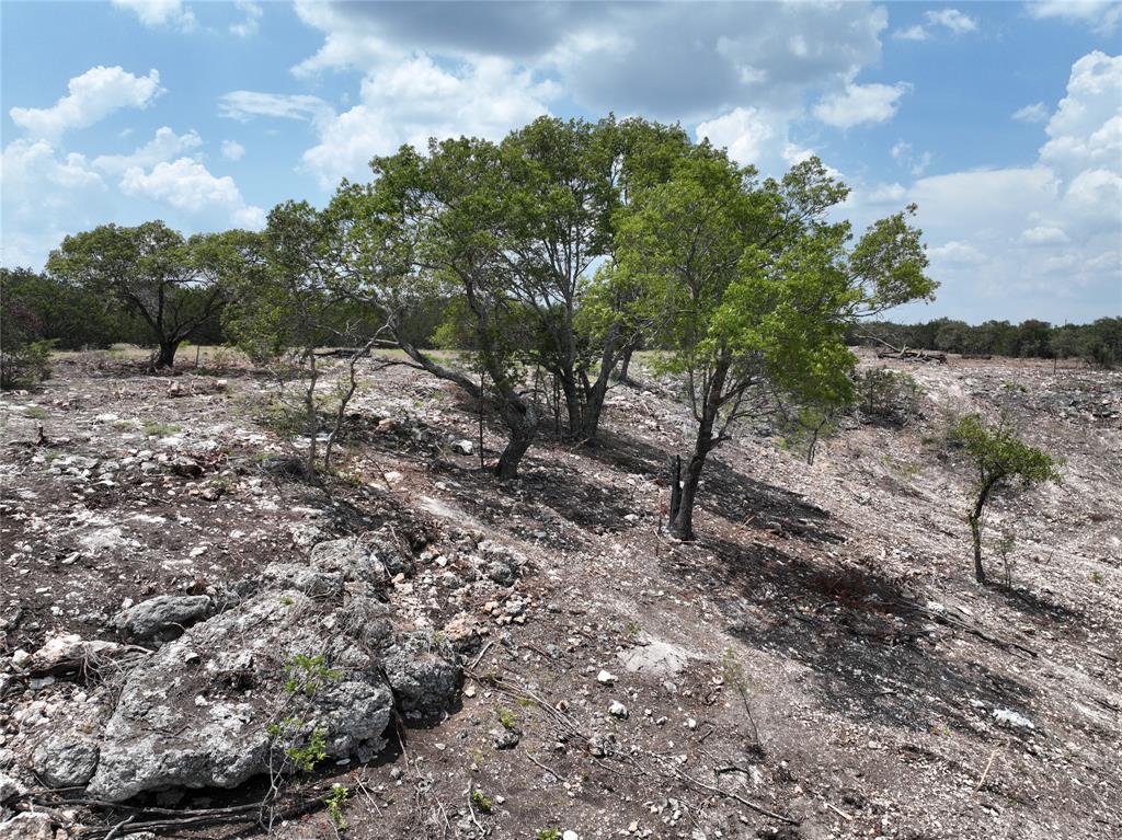 a view of a forest filled with trees